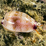 Purpuradusta fimbriata